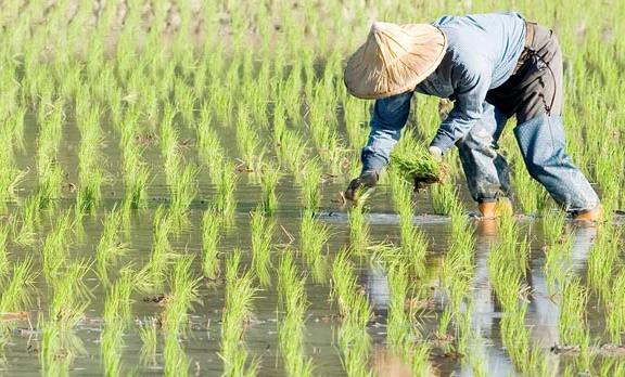 農(nóng)業(yè)品牌戰(zhàn)略規(guī)劃，對業(yè)務(wù)成功的作用