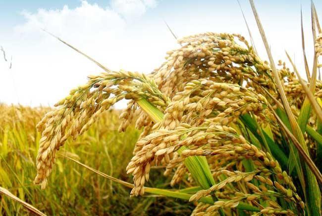 2021年糧食價格及補貼政策的農(nóng)業(yè)問題